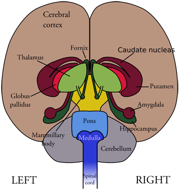 Diagram of the brain