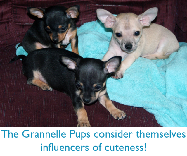 The Grannelle Pups consider themselves influencers of cuteness!